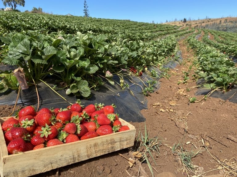 Frutillas/Fresas: Diferencias entre las variedades de Día Corto y Día Neutro. 3 Consideraciones a la hora de elegir