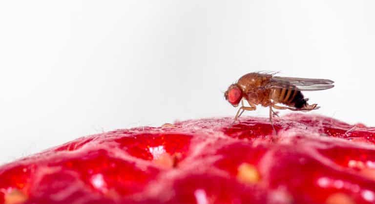 Todo lo que tienes que saber de la Mosca de Alas Manchadas (Drosophila suzukii)