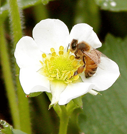 boro en la frutilla/fresa