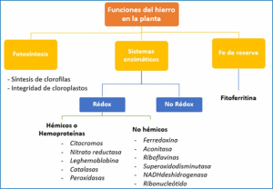 hierro en la frutilla/fresa