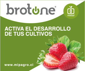 brotone-banner-HP-octubre